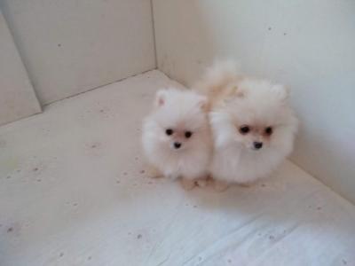 Purebred Pomeranian puppies BOO - Vienna Dogs, Puppies