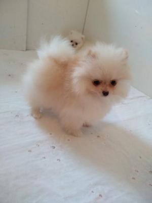 Purebred Pomeranian puppies BOO - Vienna Dogs, Puppies