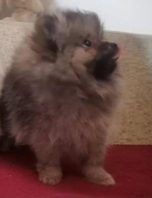 Purebred Pomeranian puppies BOO - Vienna Dogs, Puppies