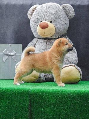 Shiba inu puppies  - Vienna Dogs, Puppies