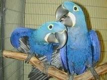 Adorable male and female Hyacinth Macaw Parrots for Sale whatsapp by text or call +33745567830 - Kuwait Region Birds