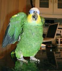Adorable Amazon parrots for an incredibly affordable for sale whatsapp by text or call +33745567830 - Dubai Birds