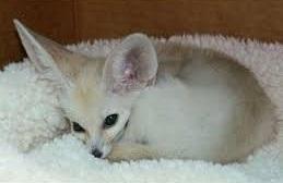 Awesome Fennec Fox Kittens Ready for sale whatsapp by text or call +33745567830 - Kuwait Region Cats, Kittens