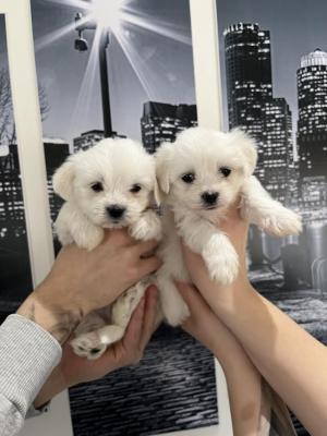 Maltese puppies - Vienna Dogs, Puppies