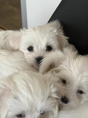 Maltese puppies - Vienna Dogs, Puppies