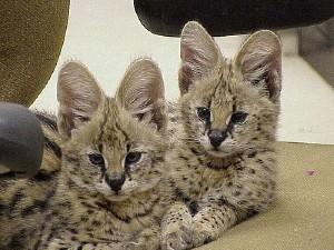 Male and Female Serval Kittens for sale whatsapp by text or call +33745567830 - Berlin Cats, Kittens
