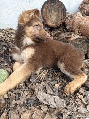 Brown German Shepherd puppies - Vienna Dogs, Puppies