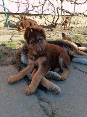 Brown German Shepherd puppies - Vienna Dogs, Puppies