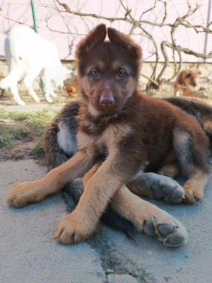 Brown German Shepherd puppies - Vienna Dogs, Puppies