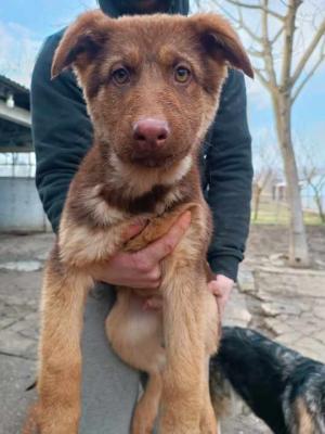 Brown German Shepherd puppies - Vienna Dogs, Puppies