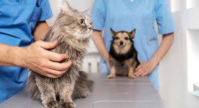 Animal Hospital in Mississauga - Mississauga Other