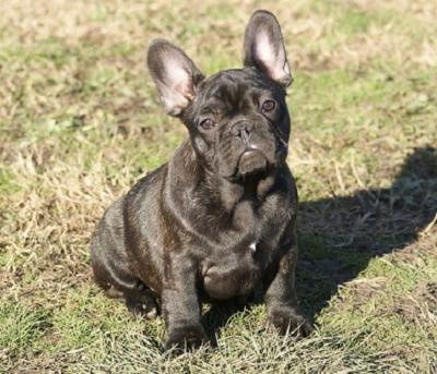 French bulldog - Vienna Dogs, Puppies