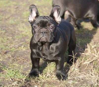 French bulldog - Vienna Dogs, Puppies