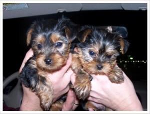 Male and Female Potty trained Teacup Yorkie puppies