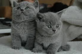 Healthy male and female British shorthair Kittens for sale whatsapp by text or call +33745567830 - Vienna Cats, Kittens