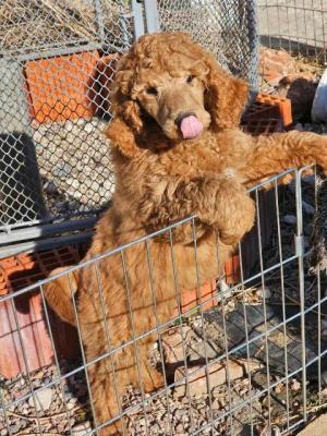 Chiots caniche royal - Paris Dogs, Puppies