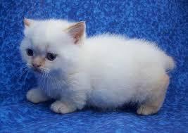 Gorgeous Munchkin Kittens for sale whatsapp by text or call +33745567830 - Vienna Cats, Kittens