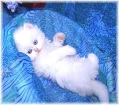 white Persian kittens available for a good home for sale whatsapp by text or call +33745567830 - Vienna Cats, Kittens