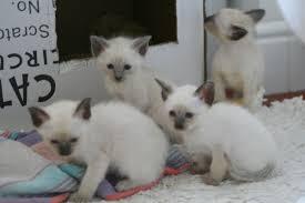 Purebred Siamese Kittens for sale whatsapp by text or call +33745567830 - Kuwait Region Cats, Kittens