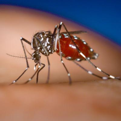 Mosquito Control Services in Memphis, TN