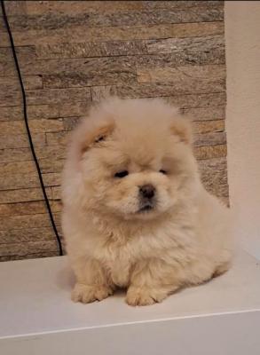 Chow-Chow-Welpen - Vienna Dogs, Puppies