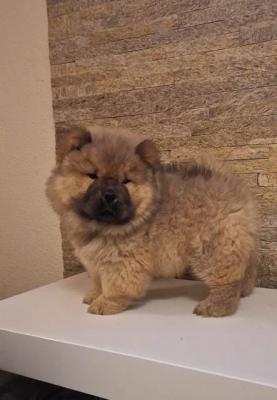 Chow-Chow-Welpen - Vienna Dogs, Puppies