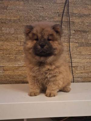 Chow-Chow-Welpen - Vienna Dogs, Puppies