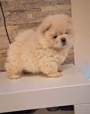 Chiots Chow-Chow - Paris Dogs, Puppies