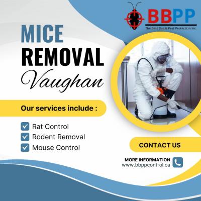 Rodent Control Services in Thornhill with BBPP Pest Control