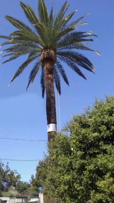 Tree Service in Sacramento - Gabrieltreeservices.com - Los Angeles Other