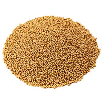 Yellow Mustard Seeds Manufacturers, Suppliers & Exporter - Apexherbex