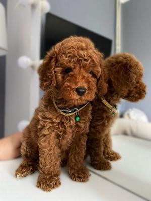 Miniature red poodle puppies - Vienna Dogs, Puppies