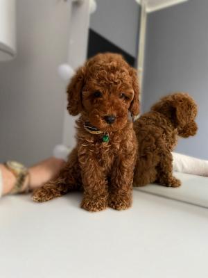 Miniature red poodle puppies - Vienna Dogs, Puppies