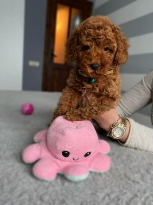 Miniature red poodle puppies - Vienna Dogs, Puppies