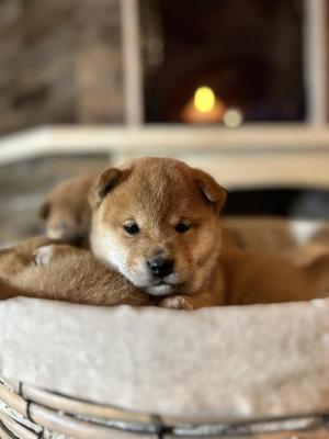 Shiba Inu puppies - Vienna Dogs, Puppies