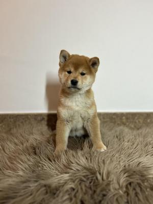 Shiba Inu puppies - Vienna Dogs, Puppies