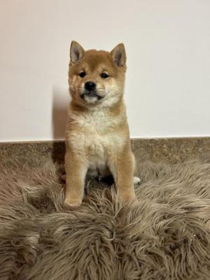 Shiba Inu puppies - Vienna Dogs, Puppies