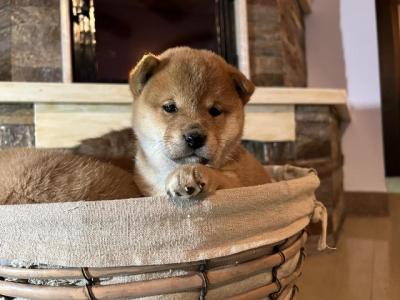 Shiba Inu puppies - Vienna Dogs, Puppies