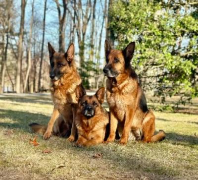 West German Showline German Shepherd Breeders - Other Other