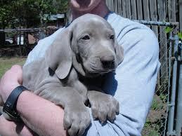 Excellent Registered Weimaraner Puppies for sale whatsapp by text or call +33745567830 - Kuwait Region Dogs, Puppies