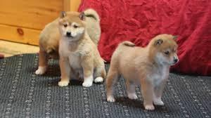 Adorable Shiba Inu Puppies for sale whatsapp by text or call +33745567830 - Kuwait Region Dogs, Puppies