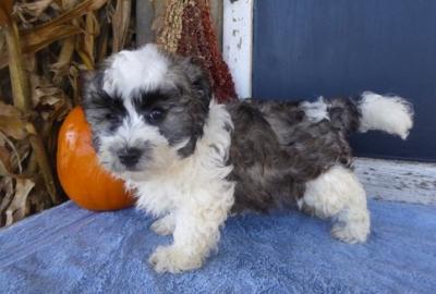 Cute Havanese puppies for sale whatsapp by text or call +33745567830 - Vienna Dogs, Puppies