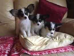 Gorgeous Papillon Puppies for sale whatsapp by text or call +33745567830 - Kuwait Region Dogs, Puppies