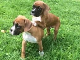 Adorable Male and female registered Boxer puppies for sale whatsapp by text or call +33745567830 - Berlin Dogs, Puppies