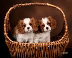 Pedigree Male and female Cavalier King Charles Spaniel Puppies for sale whatsapp by text or call +33 - Zurich Dogs, Puppies
