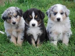 Registered Australian Shepherd Puppies sale whatsapp by text or call +33745567830 - Kuwait Region Dogs, Puppies