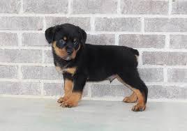 Registered Male and female Rottweiler Puppies for sale whatsapp by text or call +33745567830 - Vienna Dogs, Puppies
