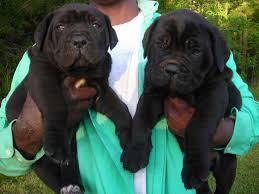Gorgeous Male and female cane corso Puppies Sale whatsapp by text or call +33745567830 - Vienna Dogs, Puppies