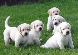 Cute Registered Labrador Puppies Ready for sale whatsapp by text or call +33745567830 - Vienna Dogs, Puppies