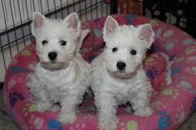 West Highland White Terrier Puppies ready for sale whatsapp by text or call +33745567830 - Kuwait Region Dogs, Puppies
